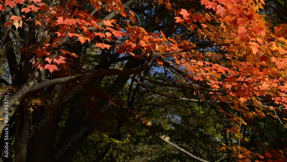 Autumn Red Maple Tree in Breeze Autumn Red Maple Tree in Breeze