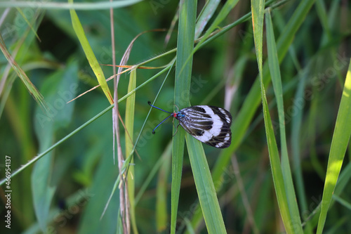 Cyclosia papilionaris on the grass in a meadow under the sunlight with a blurry background photo