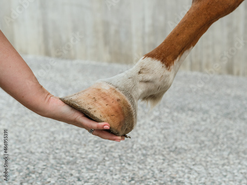 Farmer touching hoof of chestnut horse photo