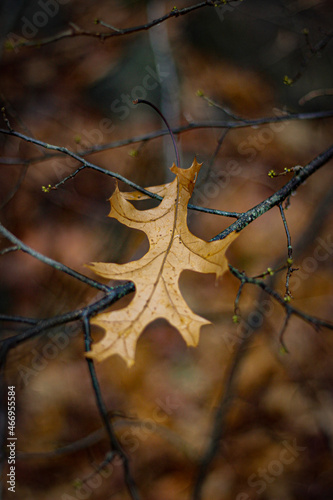 autumn leaves on the ground