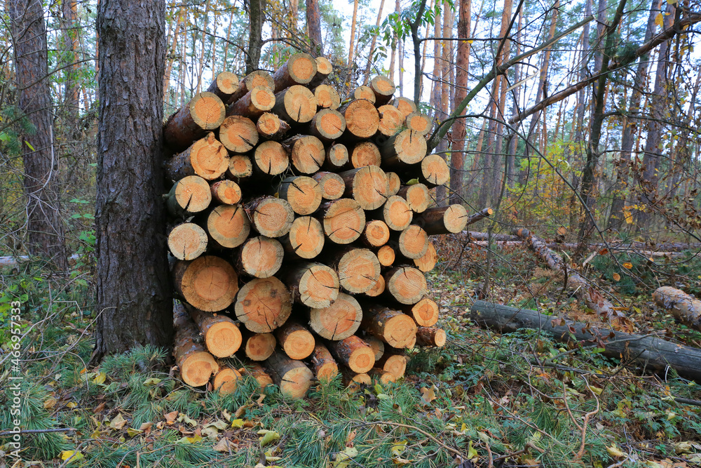 logs store in forest
