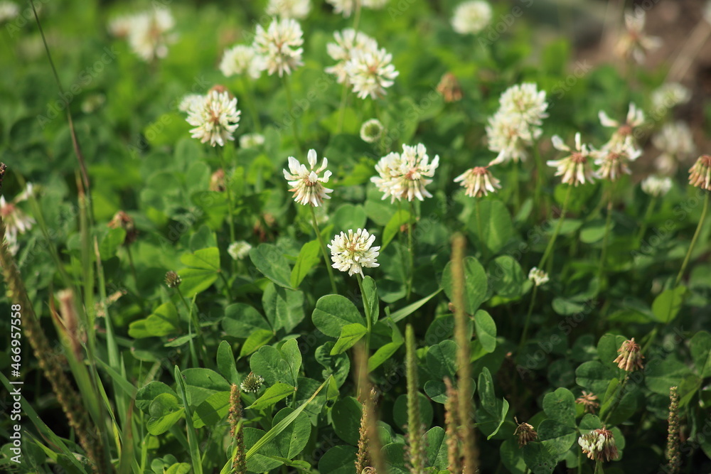 White clover. Trifolium repens, flowering on a field. High quality photo White clover. Trifolium repens, flowering on a field. High quality photo