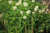 White clover. Trifolium repens, flowering on a field. High quality photo