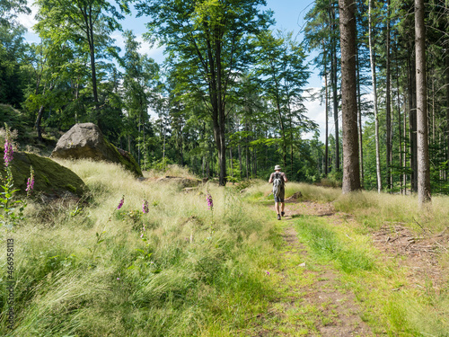 Man walking at footpath in forest glade meadow with sandstone boulders, blooming foxglove flowers and blades of grass. summer sunny day © Kristyna