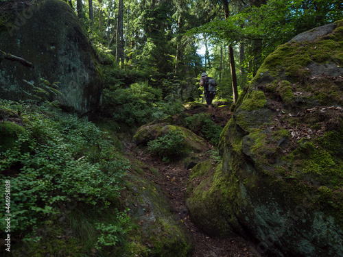 Man walking in dense forest with mossy sandstone rocks and boulders at hiking trail at Zittauer Gebirge mountains nature park, summer landscape, Germany
