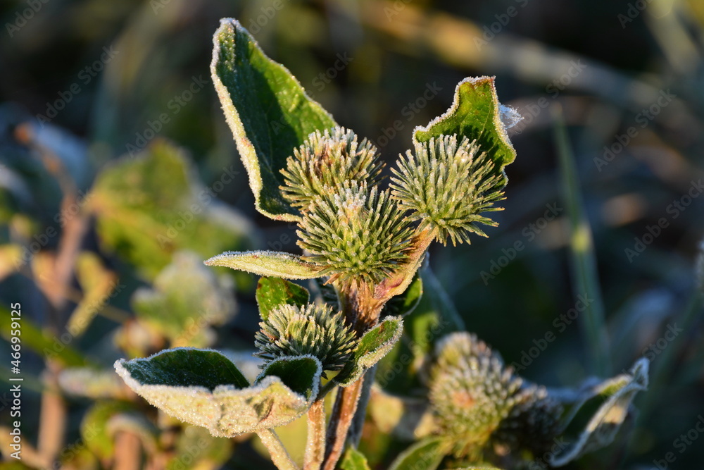 The leaves and inflorescences of burdock (Arctium minus) in the morning hoarfrost. The leaves and inflorescences of burdock (Arctium minus) in the morning hoarfrost.
