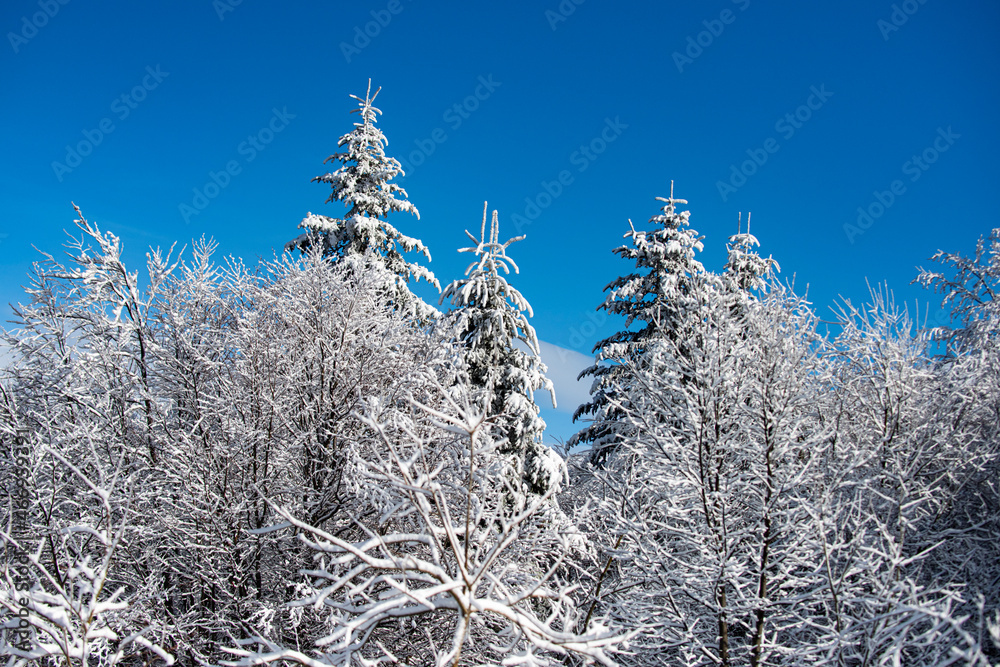Winter scene with snowy forest. Winter landscape, wintry scene of frosty trees on snowy foggy background. Winter scene with snowy forest. Winter landscape, wintry scene of frosty trees on snowy foggy background.