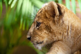 Close up portrait off beautiful little lion