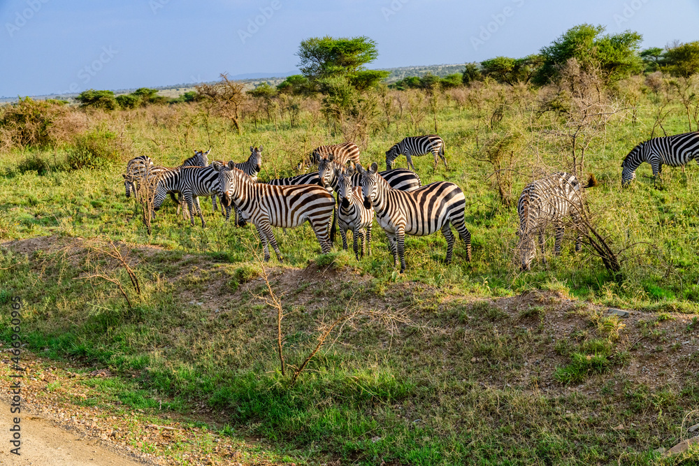 Obraz premium Zebras (Hippotigris) at the Serengeti national park, Tanzania. Wildlife photo
