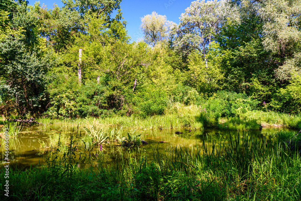 Small river in a forest on summer