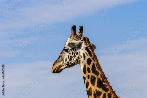 Giraffe  camelopardalis  at the Serengeti national park  Tanzania. Wildlife photo