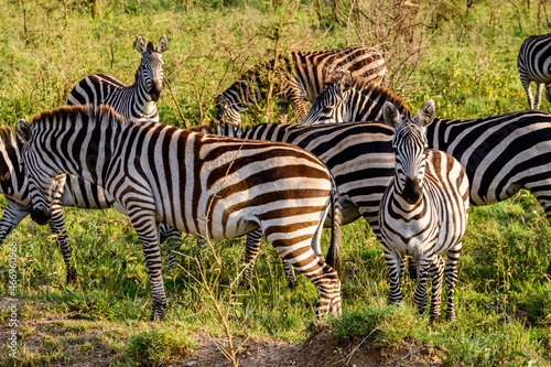 Zebras (Hippotigris) at the Serengeti national park, Tanzania. Wildlife photo