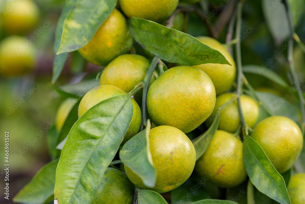 Satsuma orange fruit that began to ripe, on the tree Satsuma orange fruit that began to ripe, on the tree