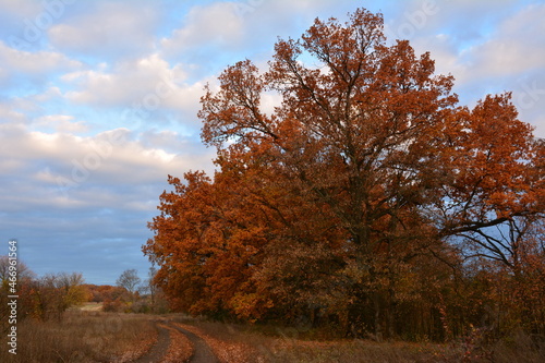 A large oak tree in autumn decoration by a country road.