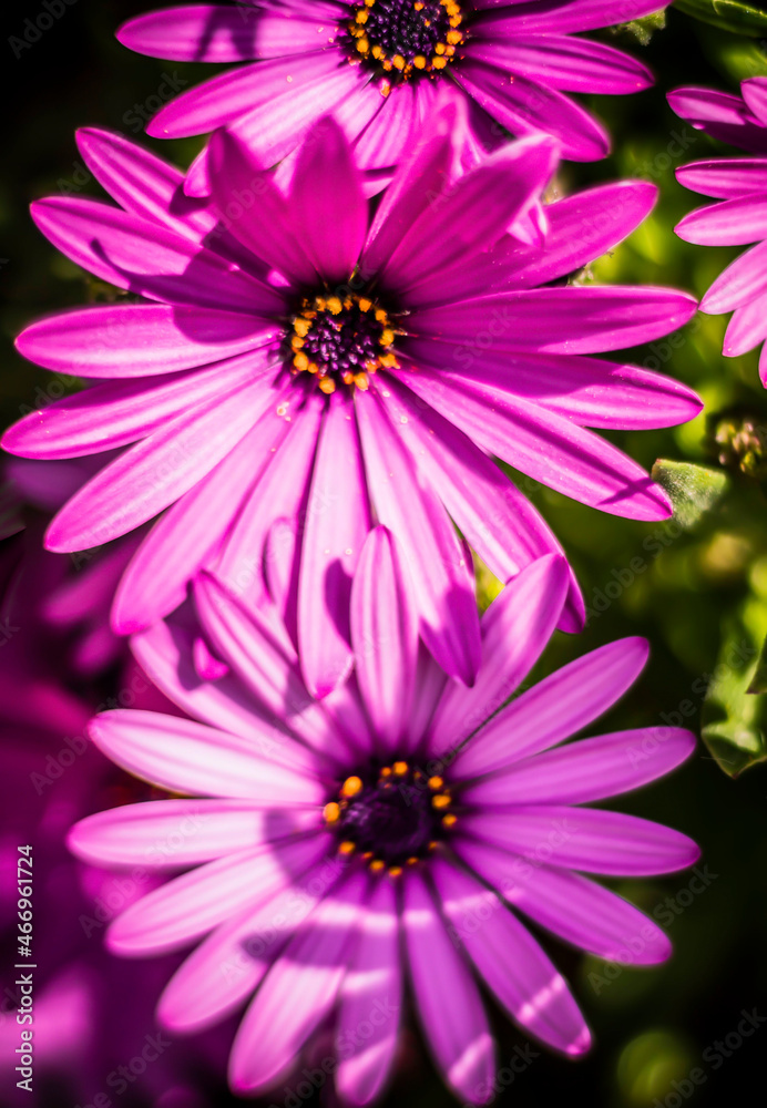 Fototapeta premium flower flowers nature garden petals plant floral color 