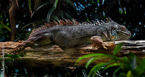 Green iguana on the branch. Latin name - Iguana iguana