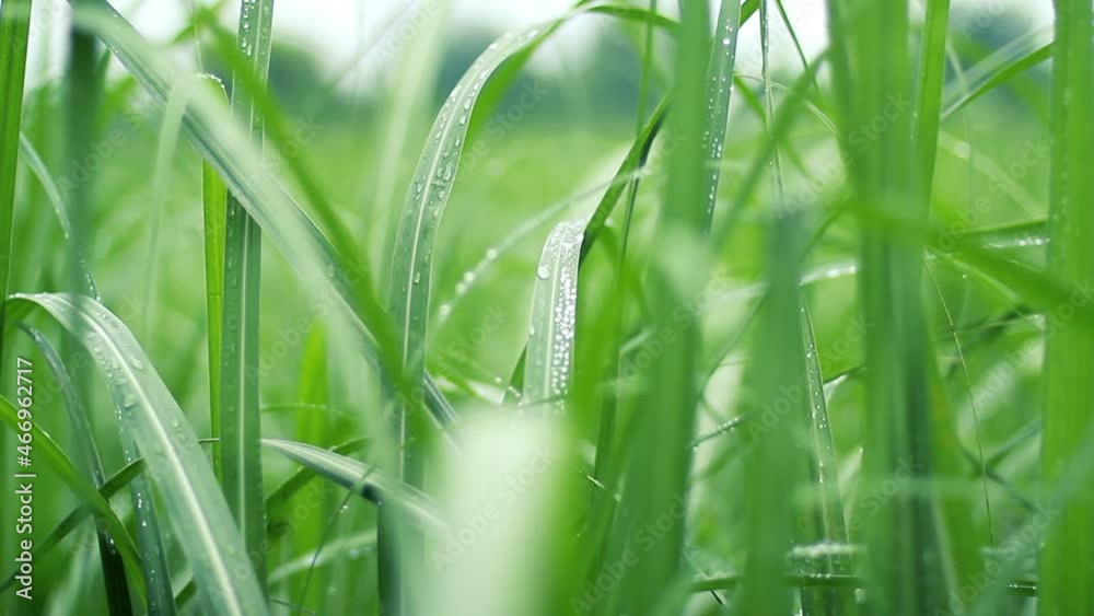 Dew on Tall Green Grass Growing in Meadow. Ground Level View. Close Up. Dew on Tall Green Grass Growing in Meadow. Ground Level View. Close Up.