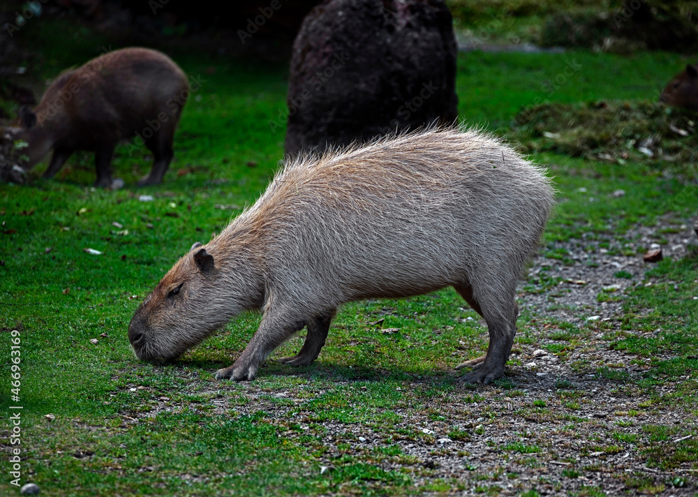 Capybara grazing on the lawn. Latin name - Hydrochoerus hydrochaeris Capybara grazing on the lawn. Latin name - Hydrochoerus hydrochaeris