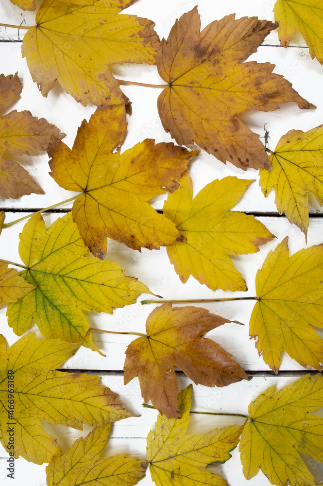 autumn background of yellow leaves on a white wooden table. Cozy background for article, banner
autumn background of yellow leaves on a white wooden table. Cozy background for article, banner