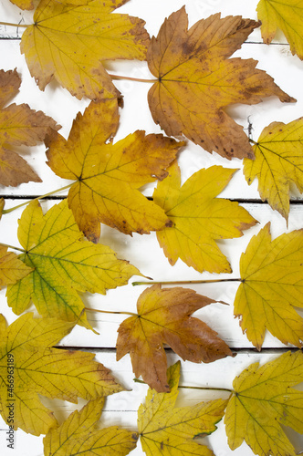 autumn background of yellow leaves on a white wooden table. Cozy background for article, banner 