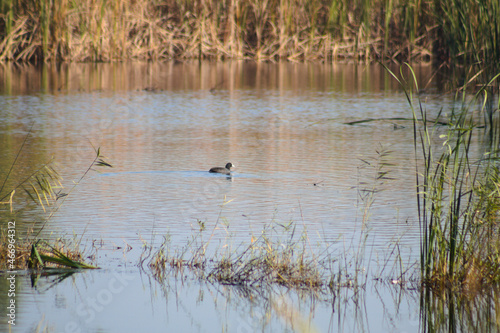 Yellow reed reflecting in lake with birds closeup view selective focus on foreground