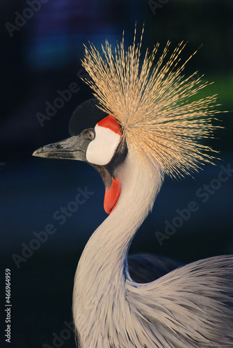 Portrait of a grey crowned crane on a dark background.