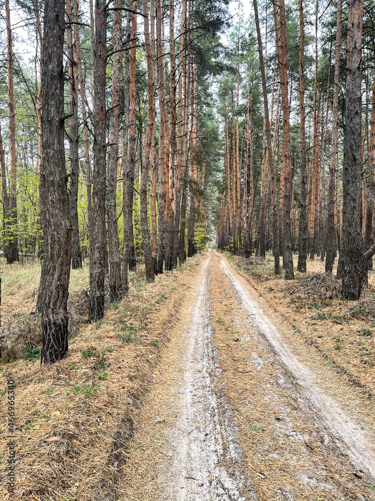 Fototapeta premium Nature landscape: road in the autumn pine-tree forest. Autumn trees.