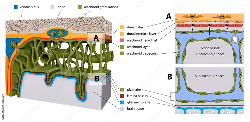 Protective membranes covering the brain. Meninges: Dura mater, Arachnoid,  and Pia mater. Cross section of the human brain. Layers. diagram for  educational, medical, biological, scientific use Stock Illustration | Adobe  Stock