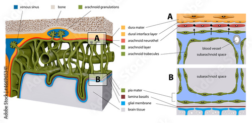 Protective membranes covering the brain. Meninges: Dura mater, Arachnoid, and Pia mater. Cross section of the human brain. Layers. diagram for educational, medical, biological, scientific use photo