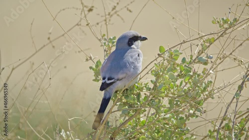 Great grey shrike (Lanius excubitor) perching on a branch