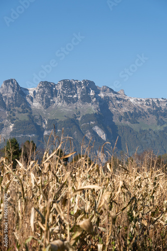 Schaan, Liechtenstein, October 14, 2021 Corn field in front of the alps on a sunny day