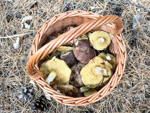 Top view of a brown basket full of mushrooms oilers in pine tree needles background. Autumn mushrooms.