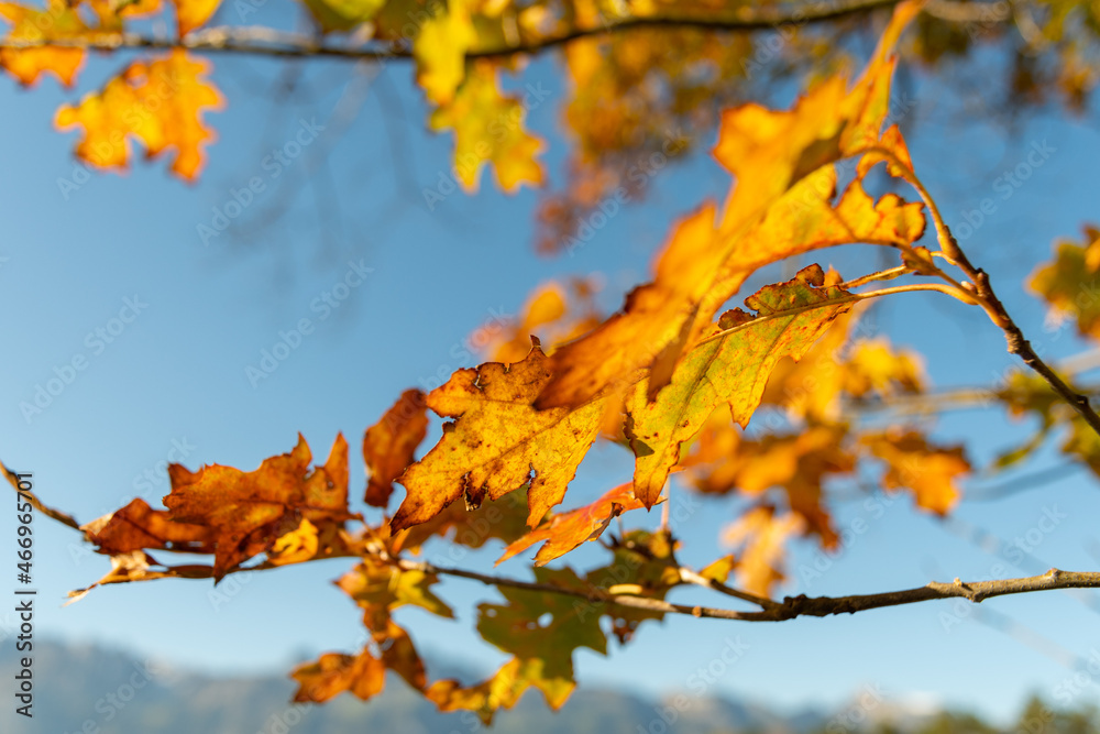Schaan, Liechtenstein, October 14, 2021 Colorful leaves hanging on a branch at fall Schaan, Liechtenstein, October 14, 2021 Colorful leaves hanging on a branch at fall