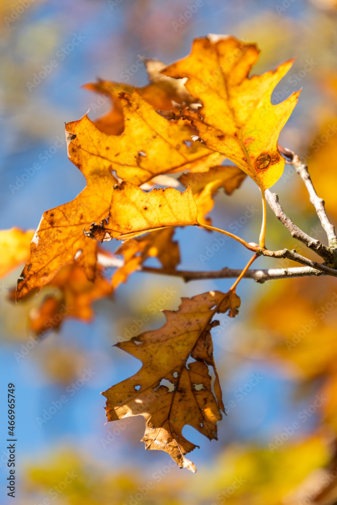 Schaan, Liechtenstein, October 14, 2021 Colorful leaves hanging on a branch at fall Schaan, Liechtenstein, October 14, 2021 Colorful leaves hanging on a branch at fall