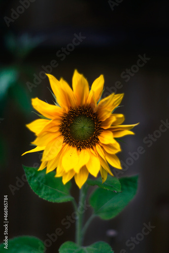 A blooming sunflower