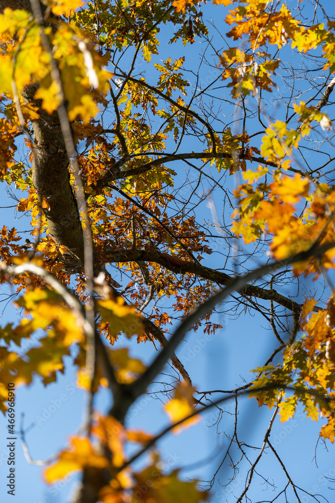 Schaan, Liechtenstein, October 14, 2021 Colorful leaves hanging on a branch at fall Schaan, Liechtenstein, October 14, 2021 Colorful leaves hanging on a branch at fall