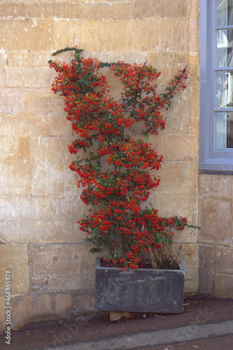 Potted cotoneaster plant photo