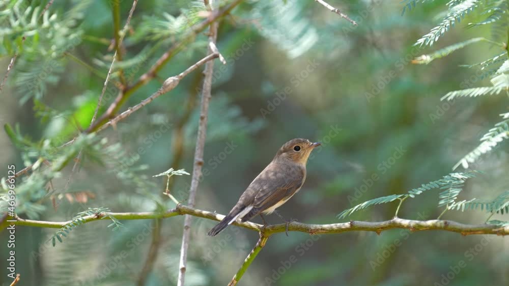 Red breasted flycatcher (Ficedula parva) Red breasted flycatcher (Ficedula parva)