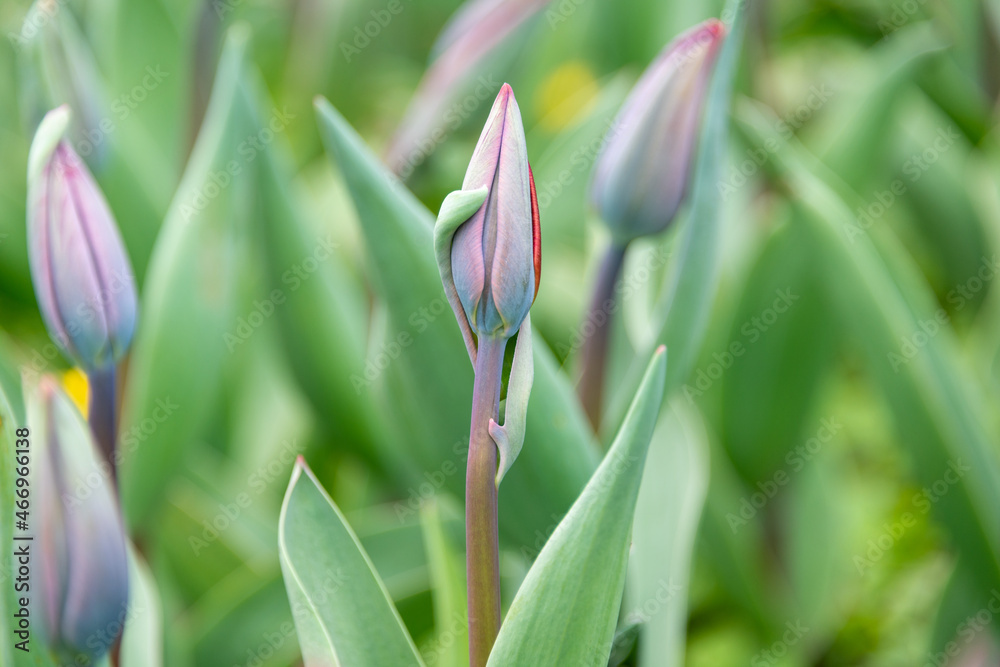 A macro of a tulip bud. The bud has some purple and yellow color and there's a pink one in the background.  The stems are a little blurred or out of focus. The spring flower hasn't started to open.