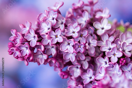 blooming lilac flowers. Macro photo