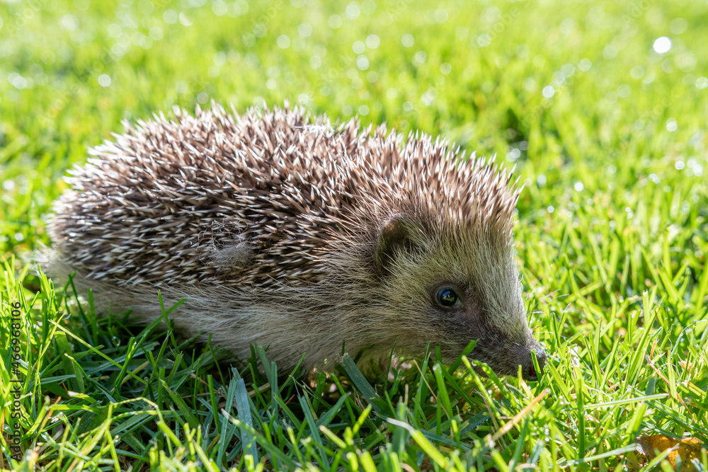 laufender Igel im Rasen laufender Igel im Rasen