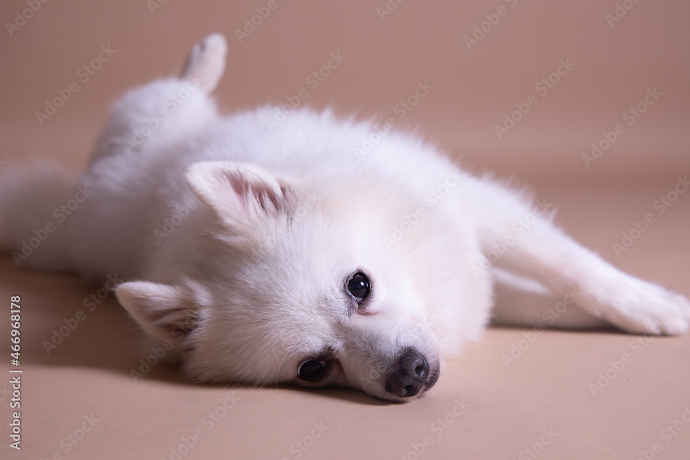 Beautiful dog Japanese spitz white fluffy dog cute puppy dog portrait