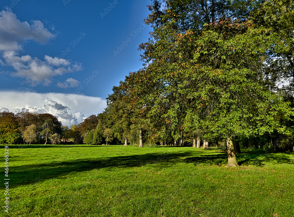 landscape with trees landscape with trees