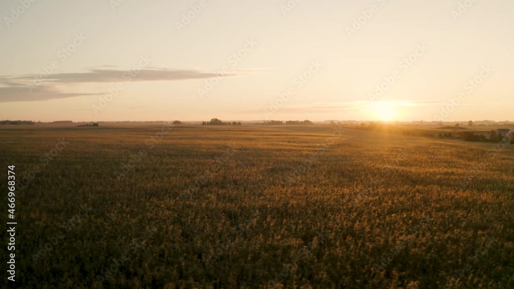 Golden Cornfields of Sycamore Illinois at Sunrise. 4k Aerial Drone Footage. Golden Cornfields of Sycamore Illinois at Sunrise. 4k Aerial Drone Footage.