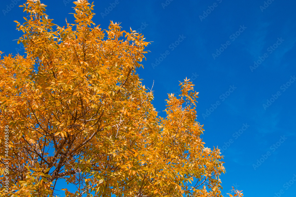 Bright yellow and orange leaves against blue sky, fall theme, looking up view Bright yellow and orange leaves against blue sky, fall theme, looking up view