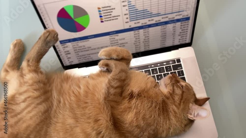 cat sprawled out on laptop keyboard distracting from work on computer