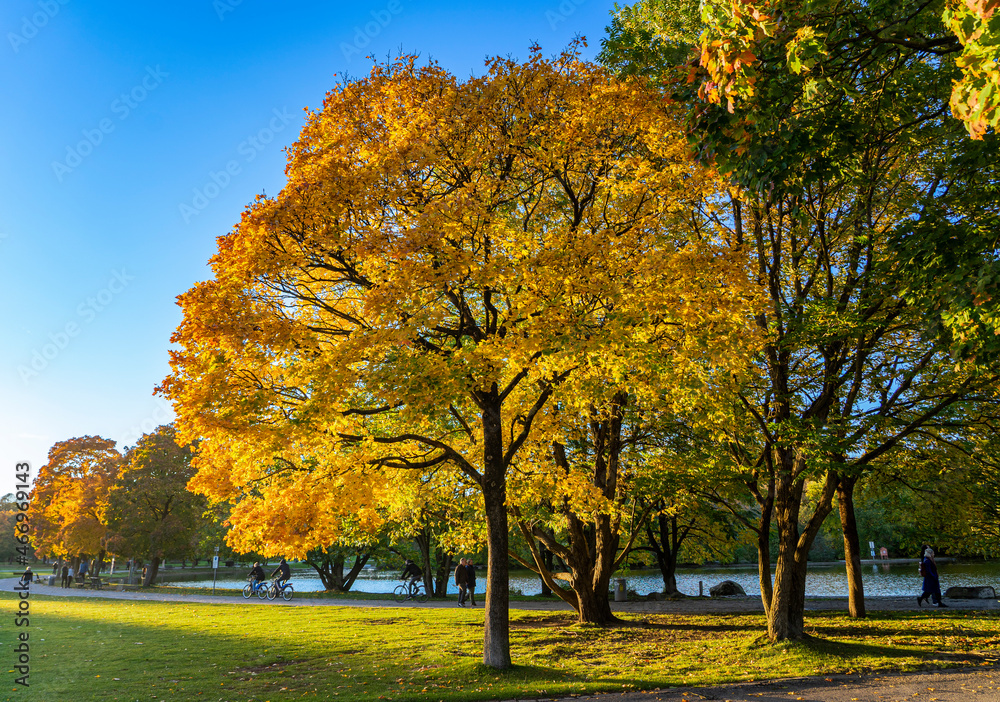 Herbst im Westpark München: gelb leuchtender BAum am See
