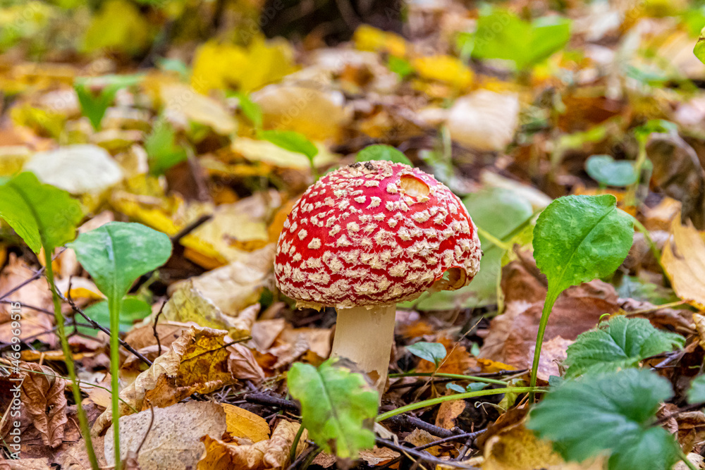 Poisonous mushroom fly agaric with a red cap with white spots Poisonous mushroom fly agaric with a red cap with white spots