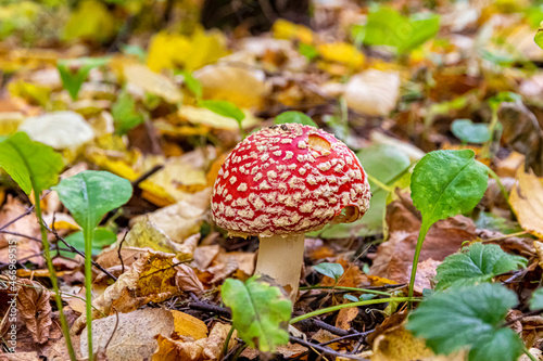 Poisonous mushroom fly agaric with a red cap with white spots