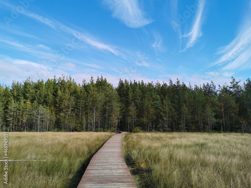 A deck of brown planks over a swamp with yellowed grass, going to the forest, against the background of a beautiful sky with clouds.